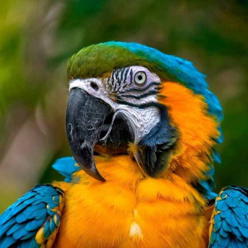 Naturaleza y ecoturismo desde Puerto Rico