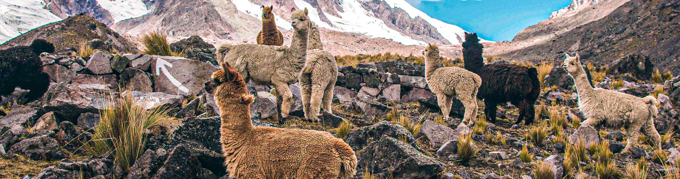 Machu Picchu 4D3N Viajero (Cultural Aventura Tendencia) desde Puerto Rico